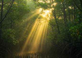 Obraz premium Sunlight Through Mangrove Canopy