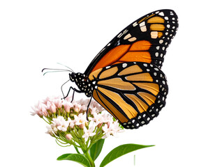 Fototapeta premium Close-Up of a Vibrant Monarch Butterfly on a Flower, Isolated on Transparent Background