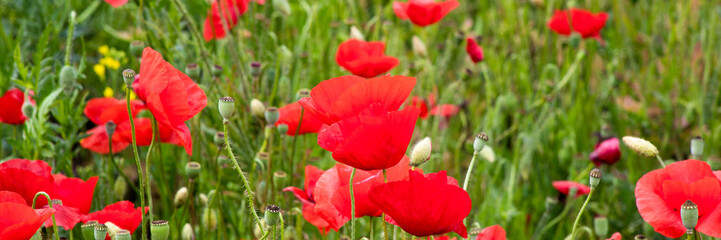 Radiant red poppies sway like whimsical dancers in a sunlit meadow, echoing Anzac Day and blooming...