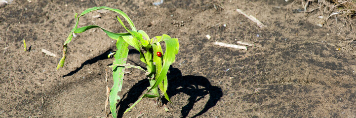 In a sunlit patch, a lone corn sprout dons a ladybug accessory, evoking Earth Day and agricultural renewal