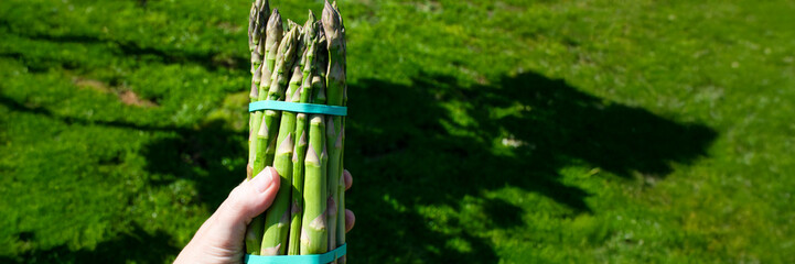 Hand grips vibrant asparagus spears under radiant sun, evoking spring equinox abundance and...