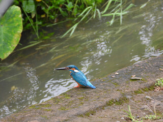 Kingfisher near a water stream