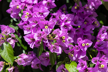 Bougainvillea flower detailed close up photo shoot.