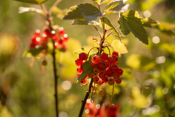 Czerwona porzeczka na krzaku. sezon letni tło.