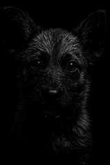 Close-up Portrait of a Wet Black Puppy