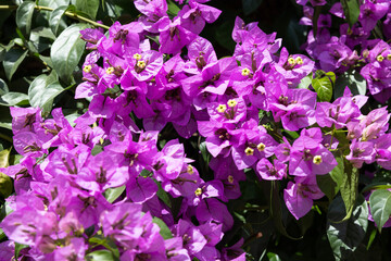 Bougainvillea flower detailed close up photo shoot.