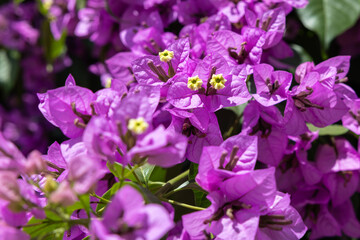 Bougainvillea flower detailed close up photo shoot.