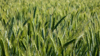 Whispers of verdant barley dance under a midsummer sun, embodying Lammas harvest merriment and ancient agrarian rituals