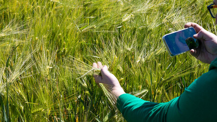 A person of Middle Eastern descent in verdant barley field, capturing sustainability's essence on...