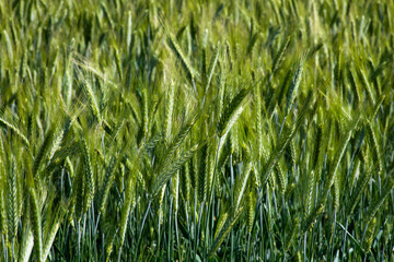 Lush barley dances under zephyr whispers, invoking Lammas harvest, agrarian dreams, and verdant...