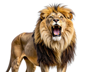Obraz premium Majestic Lion Roaring in the Wild, Isolated on Transparent Background