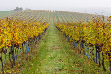 Golden vineyard rows vanishing in the fog during autumn season