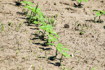Emerald sproutlings emerge from sandy solitude, evoking Earth Day's renewal charm, grounding roots in harmonious permaculture whispers