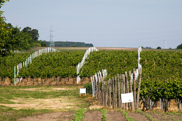 Lush vineyard undulating under a cerulean sky, grape harvest whispers, Bacchus serenade, Terroir...