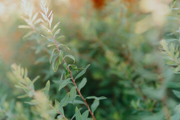 Vibrant garden plants including raspberries, clover and flowers thrive under care. Showcases...