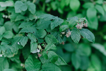 Vibrant garden plants including raspberries, clover and flowers thrive under care. Showcases...