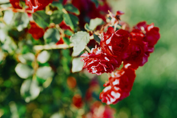 Beautiful roses bloom in a sunlit garden, showcasing nature's elegance. Perfect for floral, gardening, and natural beauty concepts