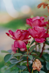 Beautiful roses bloom in a sunlit garden, showcasing nature's elegance. Perfect for floral, gardening, and natural beauty concepts