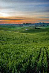 Obraz premium Sunrise on the Palouse