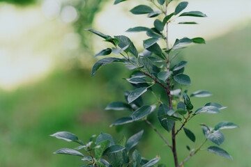 Vibrant garden plants including raspberries, clover and flowers thrive under care. Showcases...