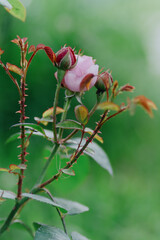 Vibrant garden plants including raspberries, clover and flowers thrive under care. Showcases...