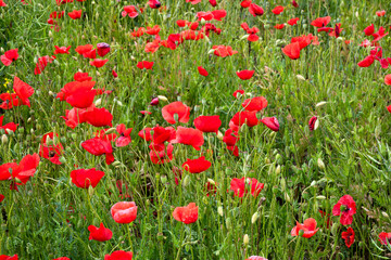 Fototapeta premium Vibrant poppy field sways under whispering winds, evoking Anzac Day remembrance and Persephones return, wild scarlet tapestry alive