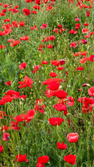 Scarlet poppies dance in the breeze, whispering tales of remembrance and Midsummer's Eve beneath a...