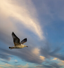 Seagull flying in the colorful sky of Razice, Czechia