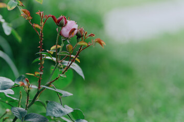 Vibrant garden plants including raspberries, clover and flowers thrive under care. Showcases natural beauty and gardening passion in organic outdoor spaces