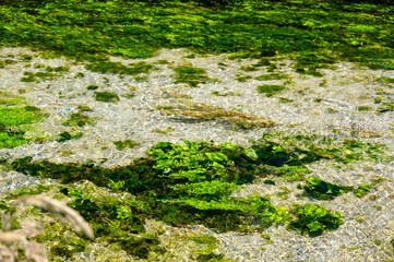 透き通る湧き水の川　安曇野
