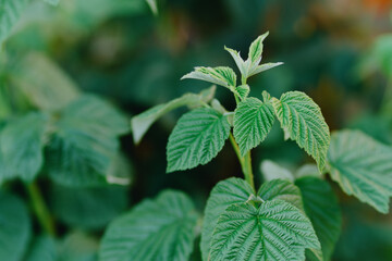Vibrant garden plants including raspberries, clover and flowers thrive under care. Showcases...