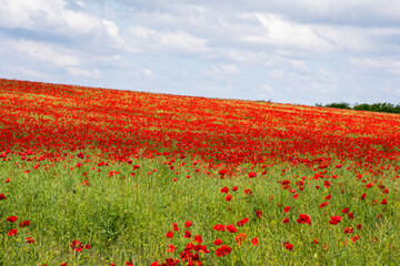 Endless crimson poppy fields sway in a whispered dance of remembrance and renewal, evoking Anzac...