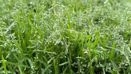Fototapeta premium Lush dewdrop-kissed grass blades vibrate with early spring growth, nodding to Earth Day and Celtic Beltane celebrations
