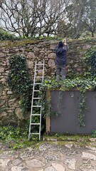 Lone gardener balances atop ladder, tending ivy on ancient stone wall, celebrating Arbor Day and...