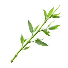 Obraz premium Green bamboo branch with leaves isolated on black background a vibrant image of nature