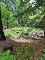 &Aacute;rboles Sequoia 