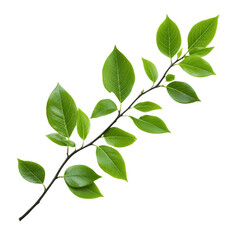 Fototapeta premium A sprig of bright green leaves on a dark background a natural spring image