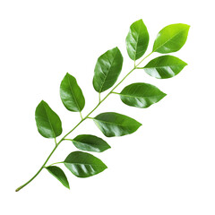 Fototapeta premium Lush green branch with vibrant leaves isolated on black background showcasing nature's beauty