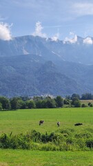 Scenic rural landscape in Slovenia with green fields, grazing cows, and majestic mountains in the background. Peaceful nature view ideal for travel, countryside, and outdoor themes.