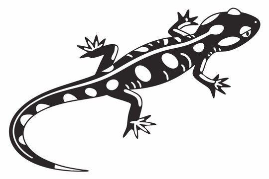 black and white spotted salamander clip art preview