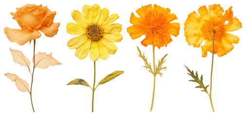 PNG Vibrant floral art display, element set on transparent background