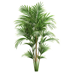 Fototapeta premium Lush green palm tree isolated on black background vibrant tropical foliage perfect for design projects