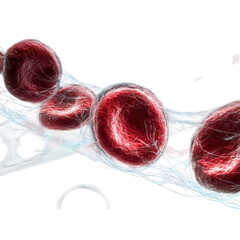 Red blood cells flowing through a blood vessel with fibrin strands