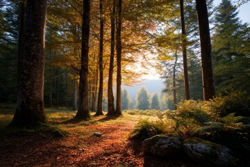 Fototapeta premium Autumn Forest Sunlight and Trees