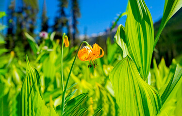 Fototapete bei efototapeten.de bestellen   