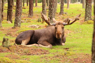 moose in the woods