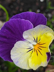 Bright delicate pansy flowers close-up. Gardening, hobby.