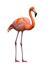 Fototapeta premium An American flamingo with vibrant pink-orange plumage, elegant neck, black-tipped beak, slender legs stands gracefully in 3/4 view against a transparent studio background with no shadows, pristine