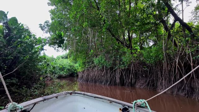 Boat trip on the Igarape do Urubu River, Delta das Americas, Ilha das Canarias, Brazil. Amazon Rainforest. South America