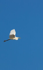 Great egret flying in the blue sky of Razice, Czechia